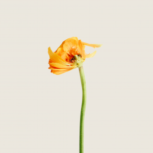 Psicología Infanto Juvenil