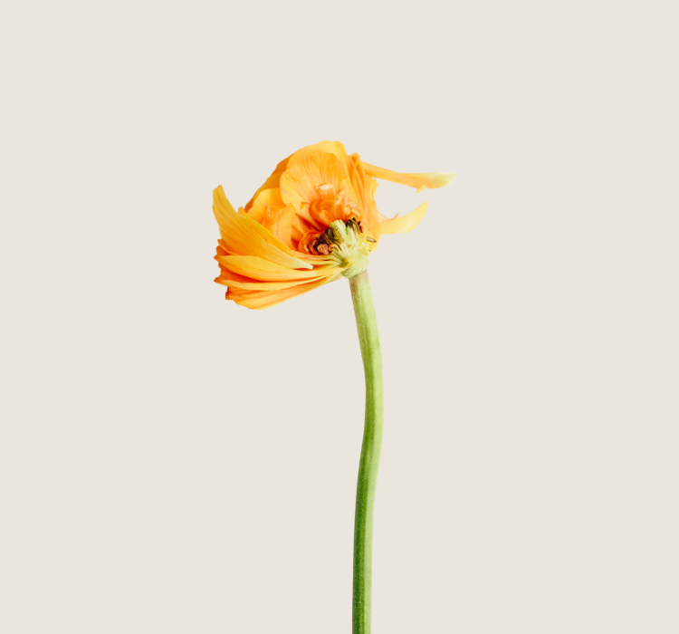 Psicología Infanto Juvenil